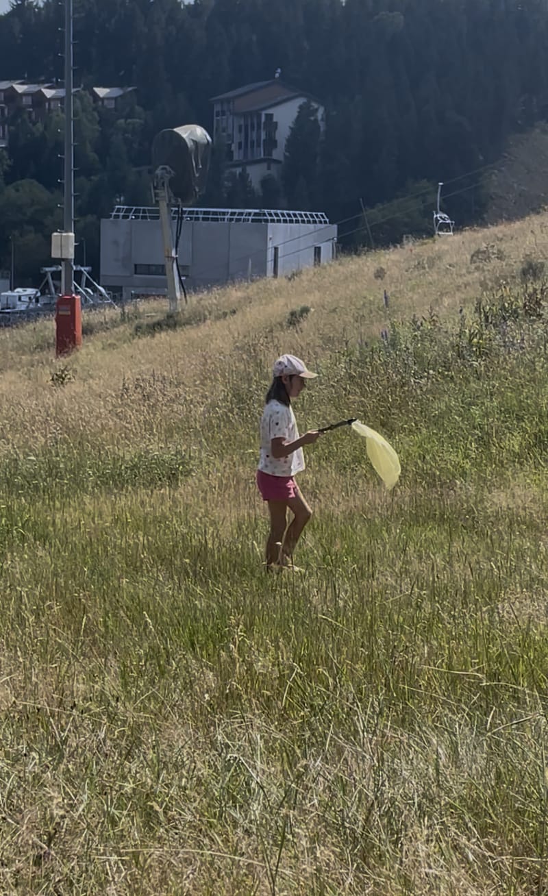 Fillette et son filet à papillons dans une prairie d'altitude