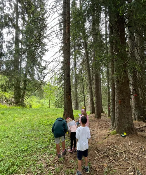 Groupe d'enfants en balade dans une forêt d'épicéas