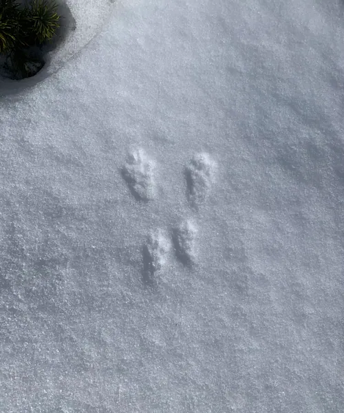 Empreintes de lièvre dans la neige fraîche