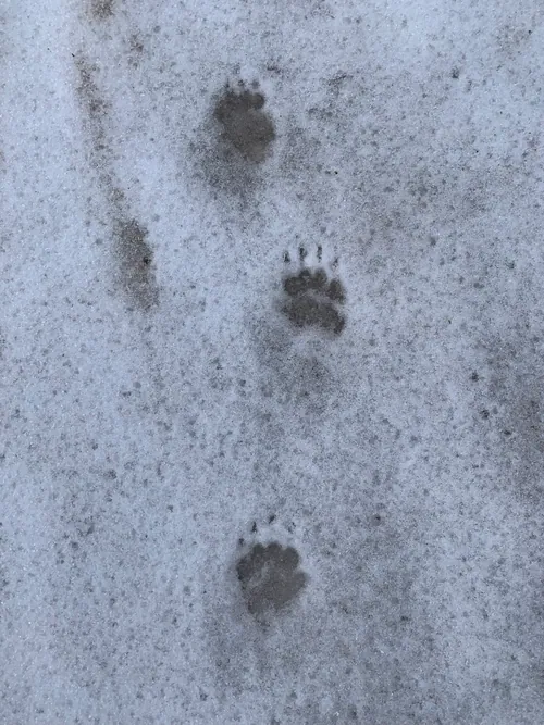 Empreintes de pattes fraîches dans la neige