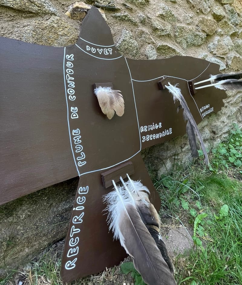 Maquette de vautour fauve en bois grandeur nature, avec de vraies plumes légendées